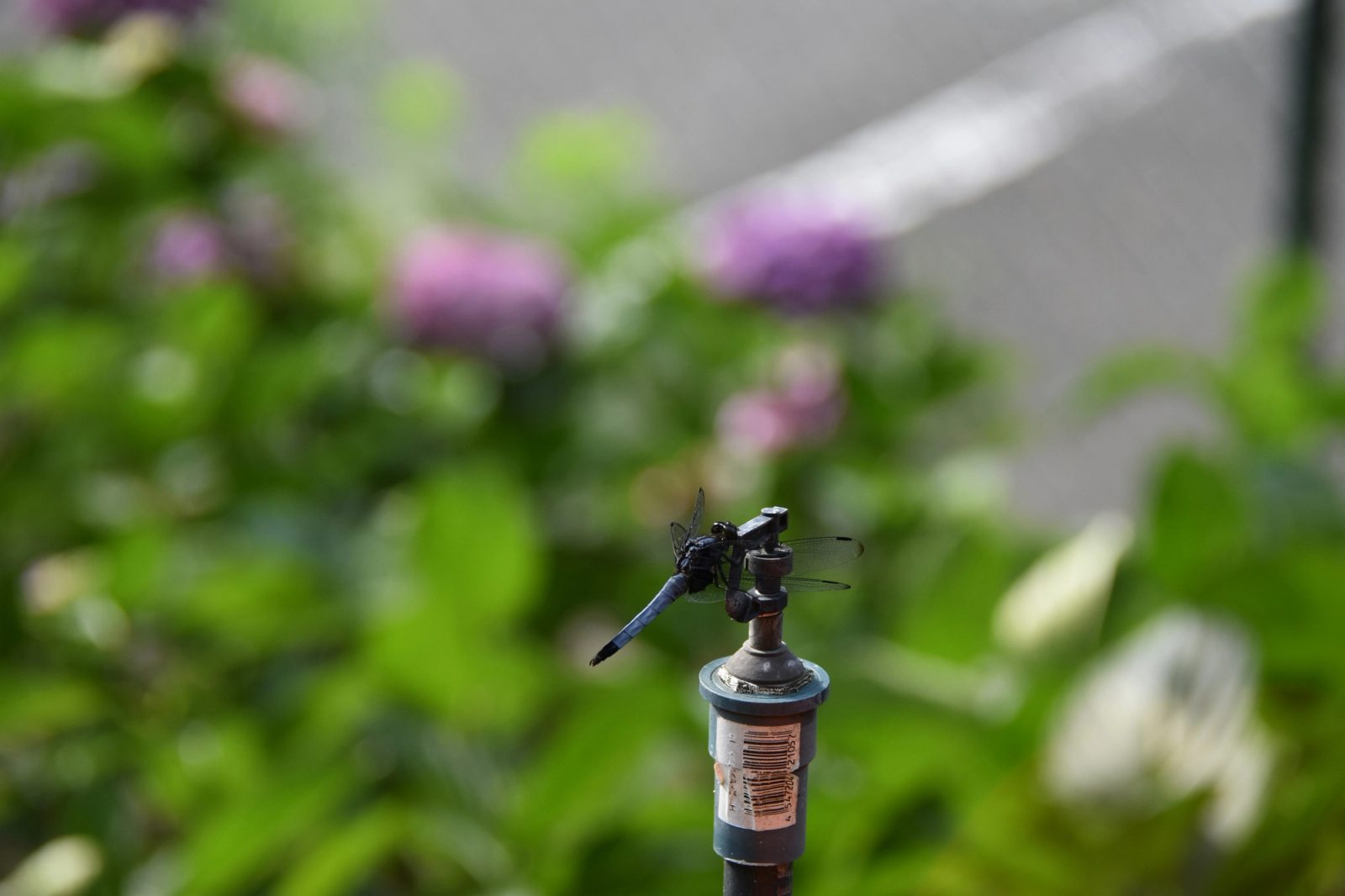 A close-up of a grey pop-up sprinkler head standing in a flowering garden bed with a small dragonfly perched on top.