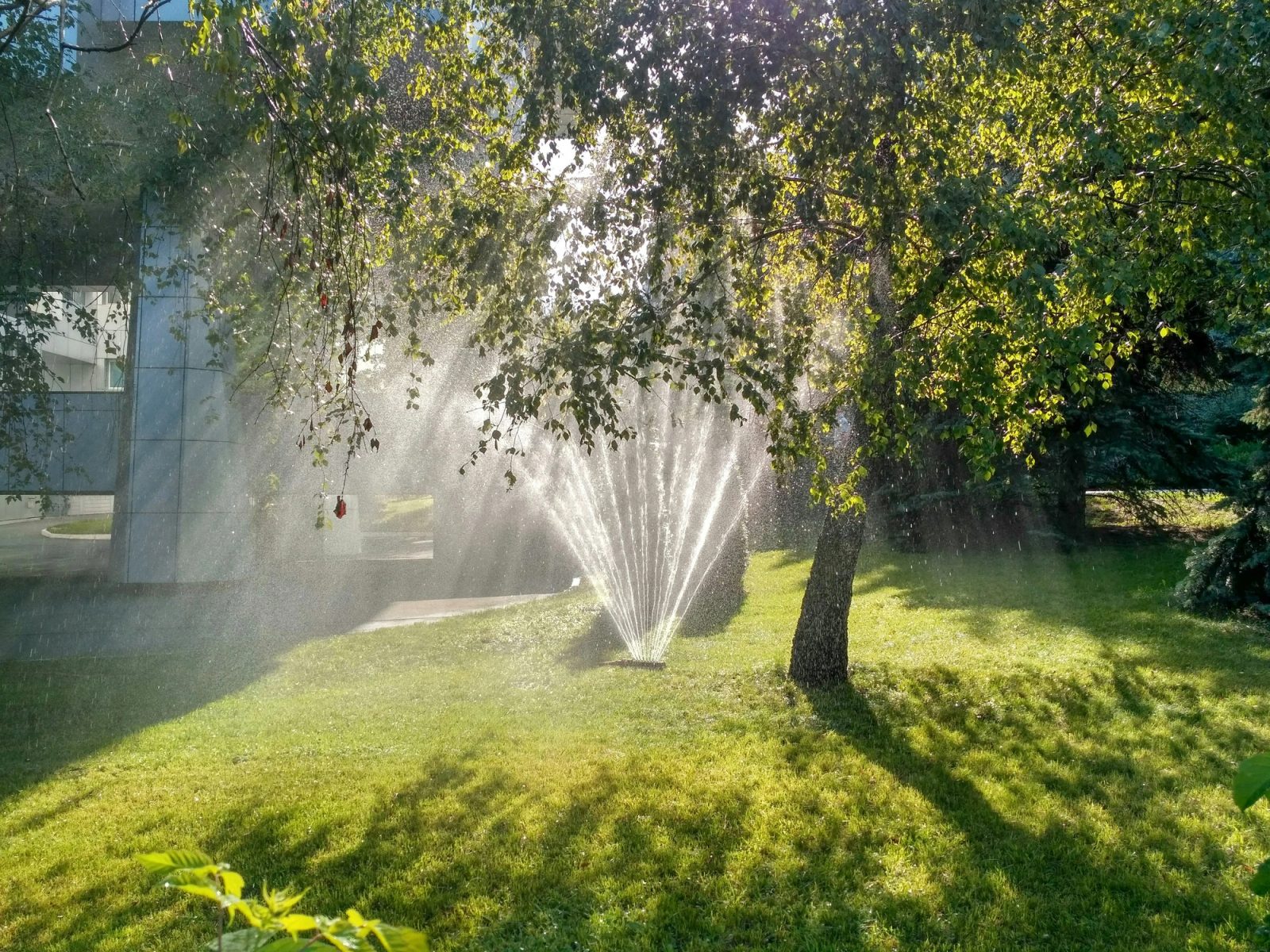 A sprinkler sprays a fan of backlit water droplets across a lush, partly shaded green lawn.