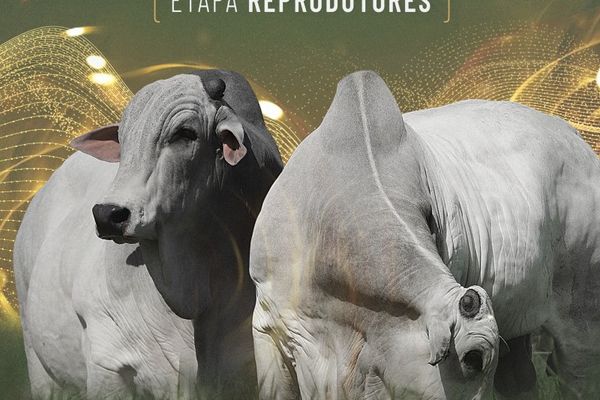Mega Genética Naviraí - 2ª Etapa Reprodutores
