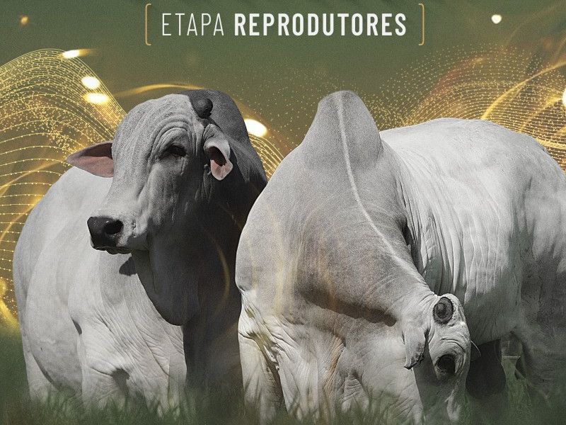 Mega Genética Naviraí - 1ª Etapa Reprodutores