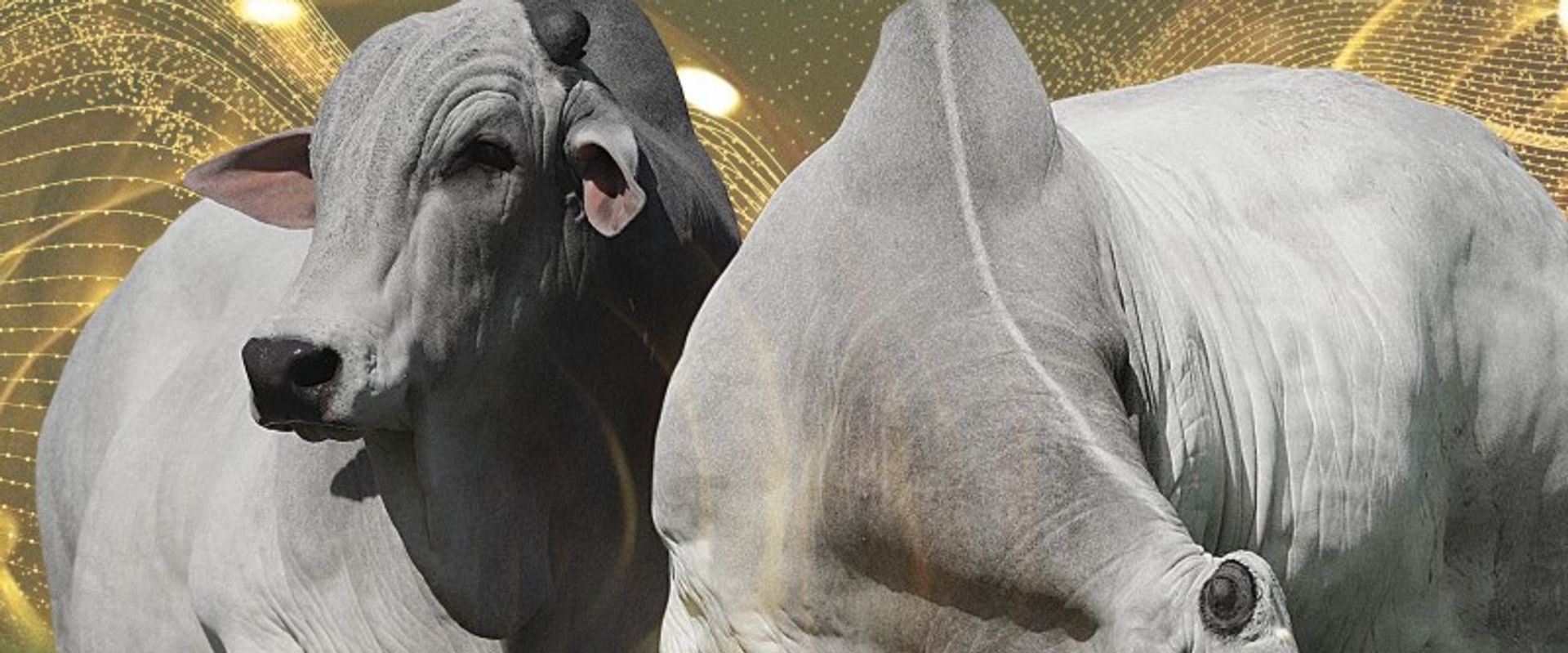 Mega Genética Naviraí - 2ª Etapa Reprodutores