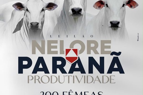 Leilão Nelore Paranã Produtividade