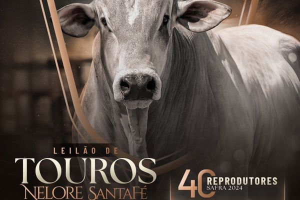 Leilão de Touros Nelore SantaFé