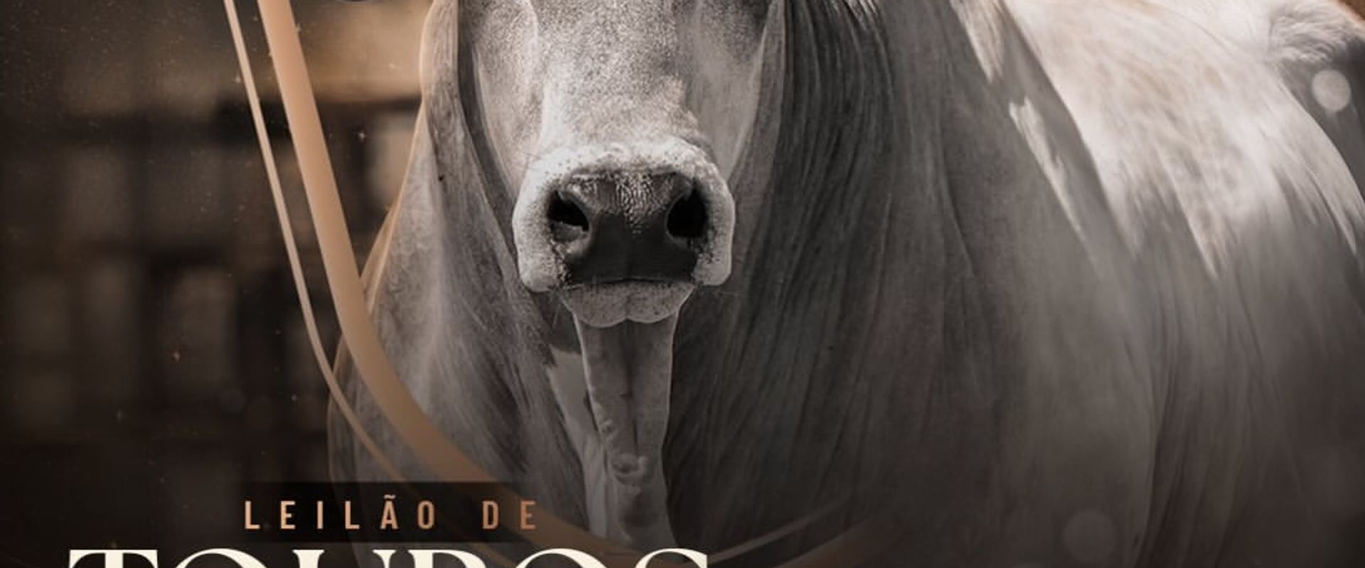 Leilão de Touros Nelore SantaFé