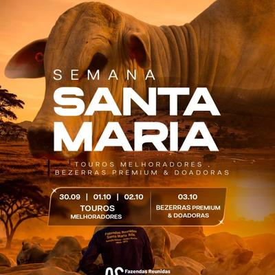 Semana Santa Maria - Leilão Bezerras Premium & Doadoras - Foto 1