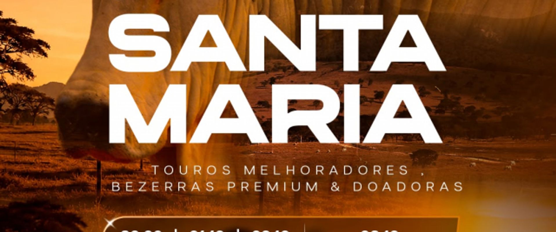 Semana Santa Maria - Leilão Bezerras Premium & Doadoras