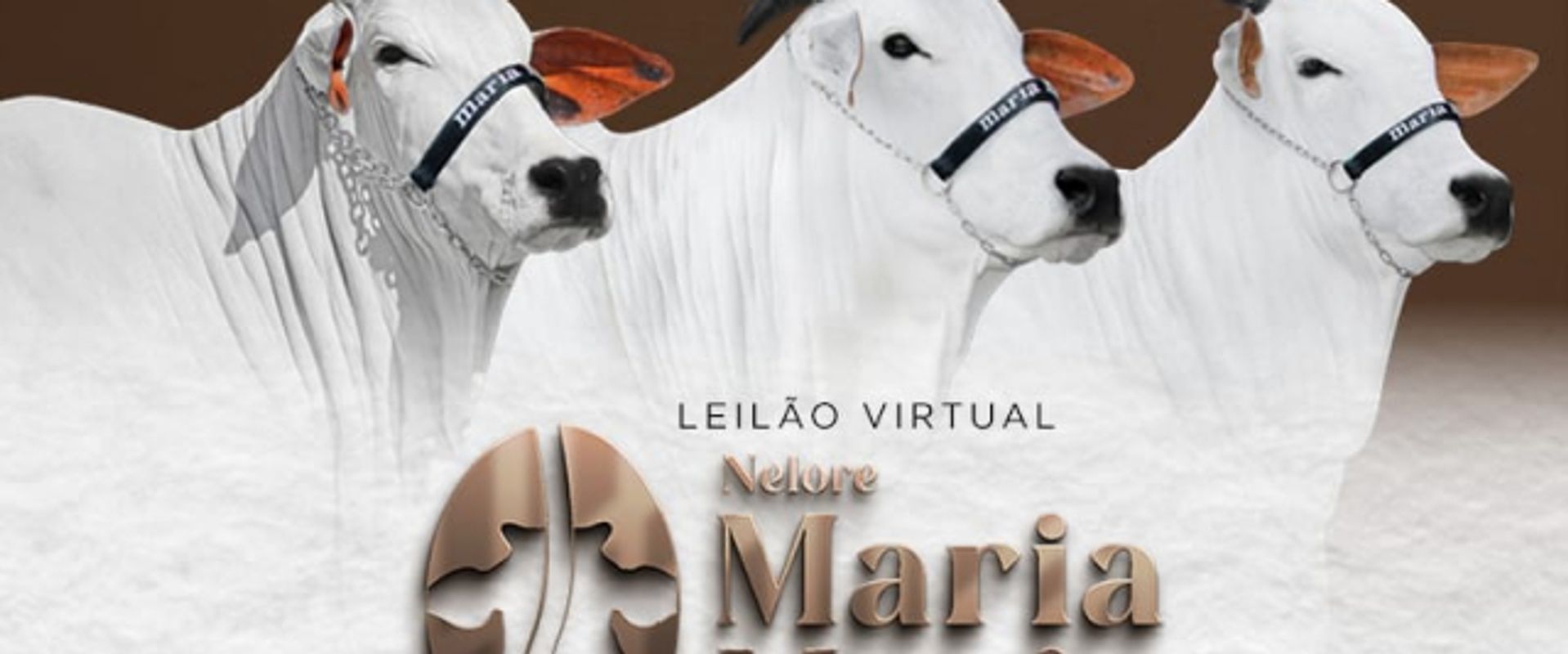 Leilão Virtual Nelore Maria Maria