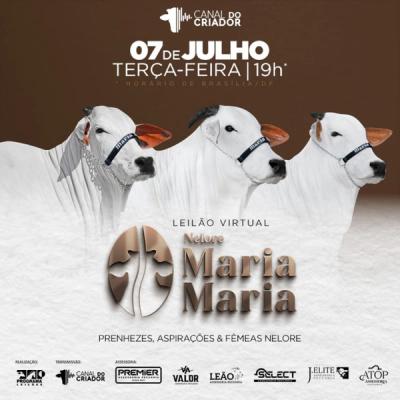 Leilão Virtual Nelore Maria Maria - Foto 1