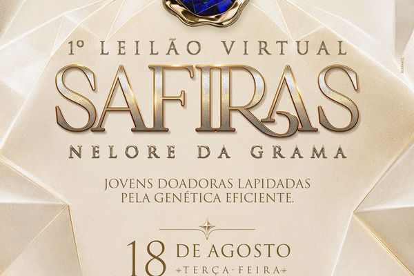 1º Leilão Virtual Safiras Nelore da Grama
