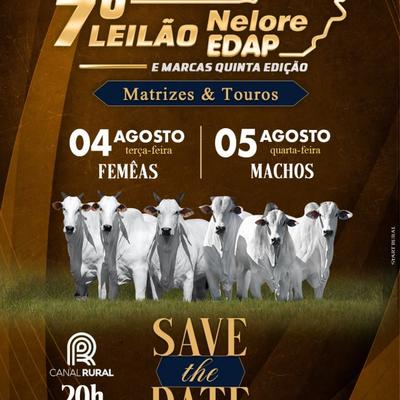 7º Leilão Nelore EDAP - Matrizes - Foto 1