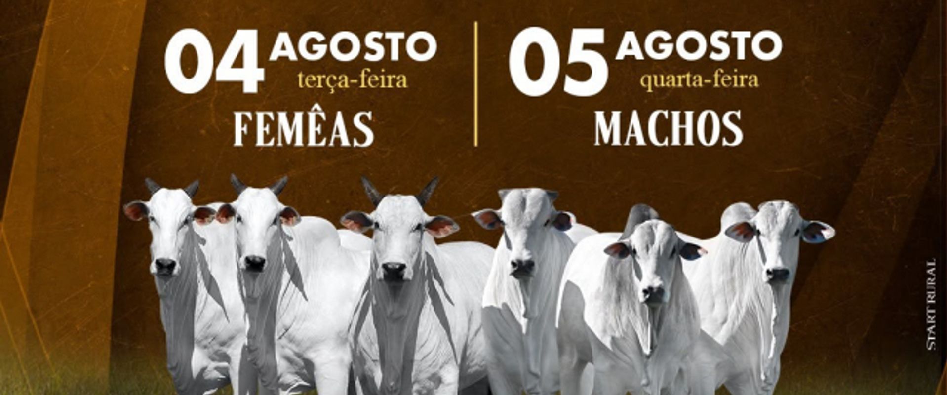 7º Leilão Nelore EDAP - Matrizes