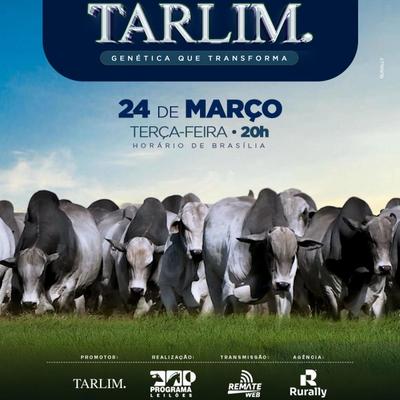 Leilão Virtual de Touros Tarlim - Foto 1