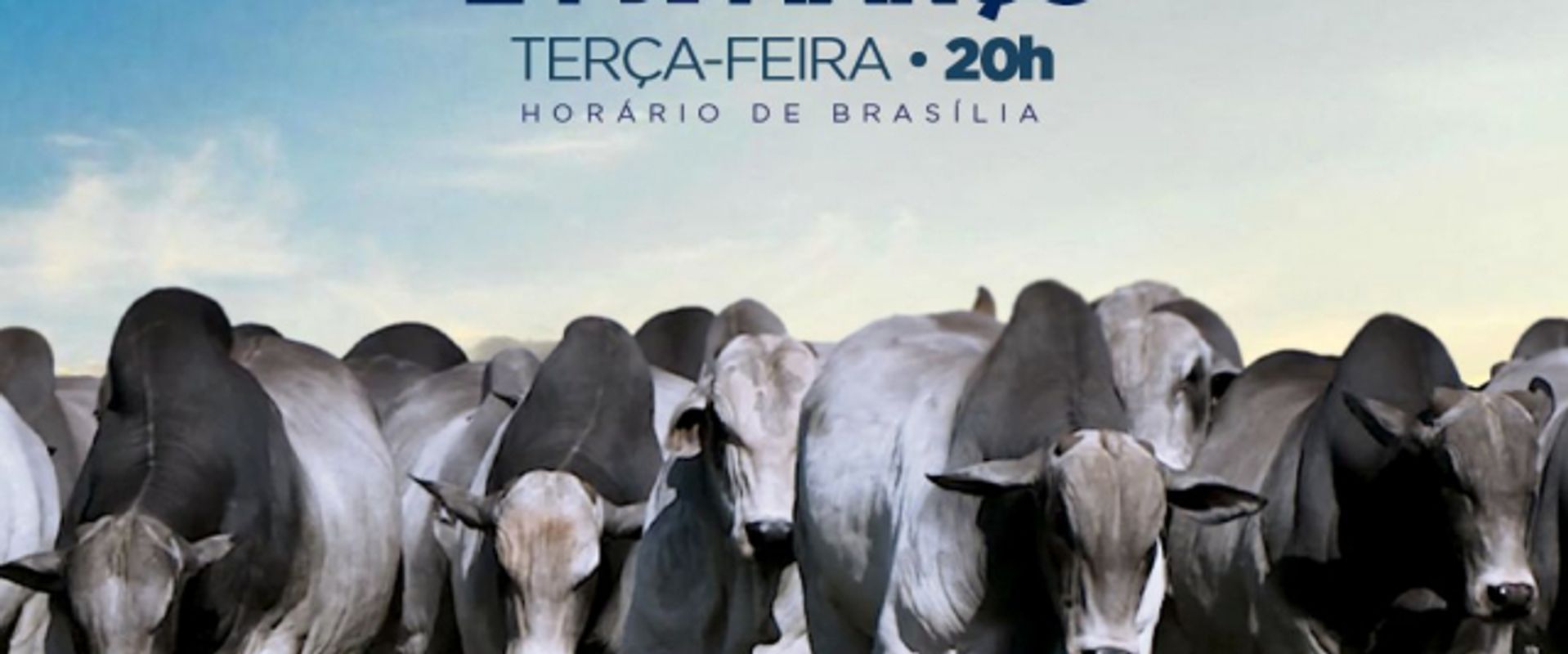 Leilão Virtual de Touros Tarlim