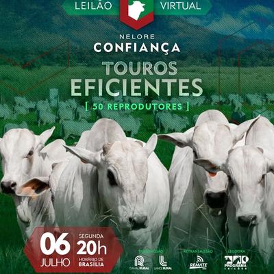 Leilão Virtual Nelore Confiança -  Touros Eficientes - Foto 1