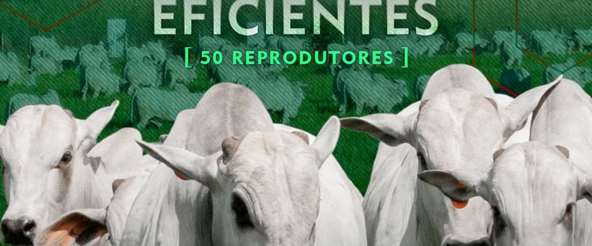Leilão Virtual Nelore Confiança -  Touros Eficientes