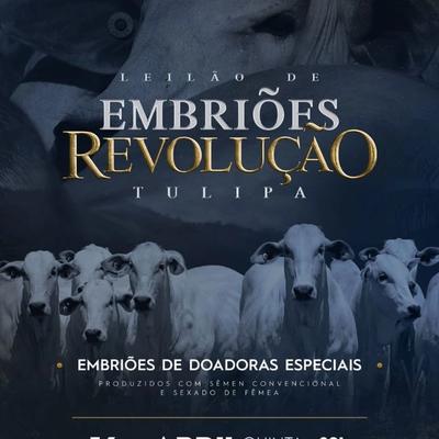 Embriões Cepex Tulipa - Foto 1