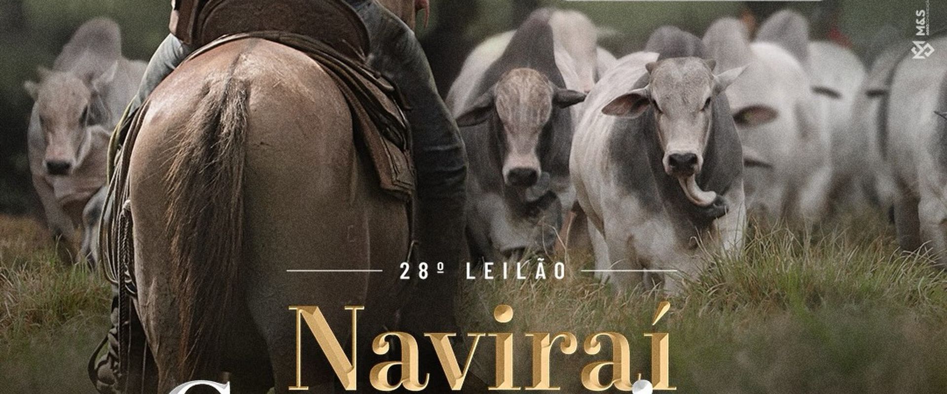 28º Leilão Naviraí Camparino - ExpoGenética 2026