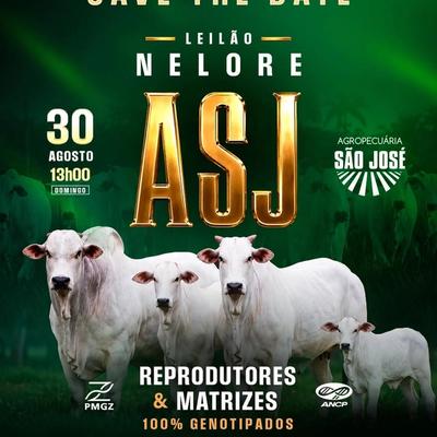 Leilão Nelore ASJ  - Foto 1