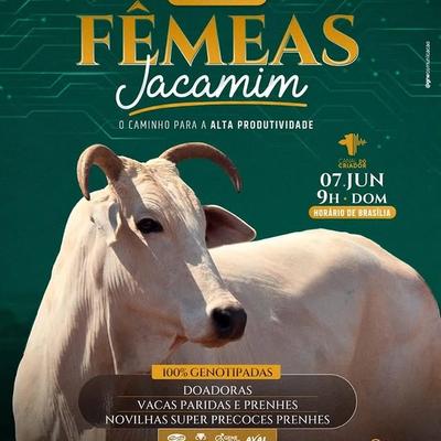 8º Leilão Fêmeas Jacamim  - Foto 1