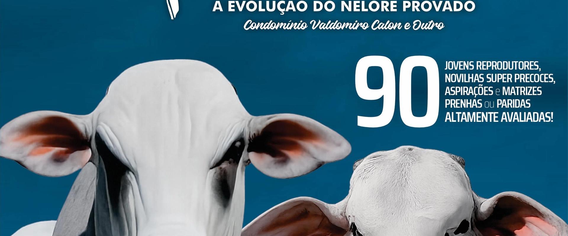 3° Leilão Virtual Nelore Caetê