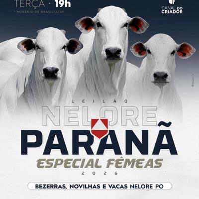 Leilão Nelore Paranã - Especial Fêmeas - Foto 1