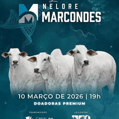 Leilão Virtual Nelore Marcondes - Doadoras Premium - Foto 1