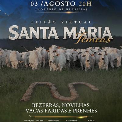 Leilão Virtual Santa Maria Fêmeas - Foto 1