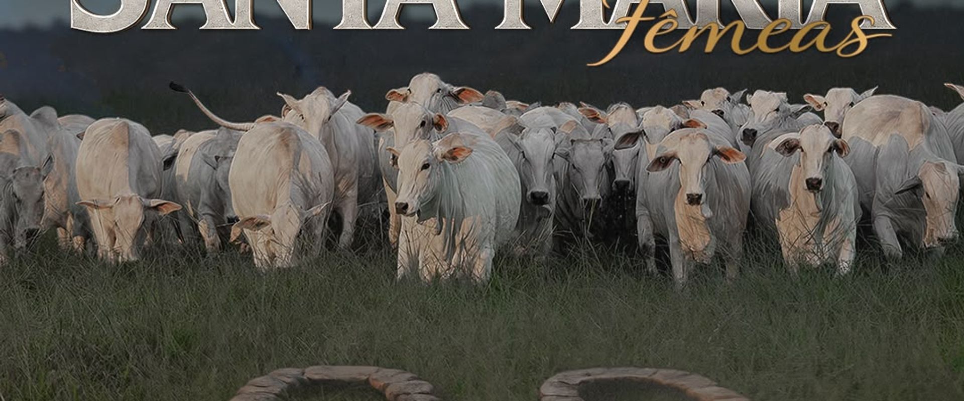 Leilão Virtual Santa Maria Fêmeas