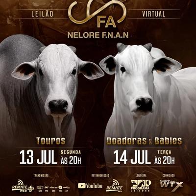 Leilão Virtual Touros Nelore F.N.A.N - Foto 1