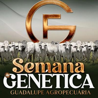 Leilão Virtual Semana da Genética Guadalupe Agropecuária - Touros - Foto 1