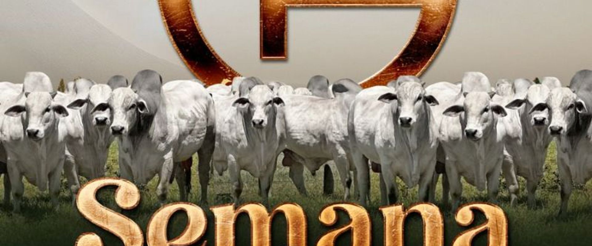 Leilão Virtual Semana da Genética Guadalupe Agropecuária - Touros