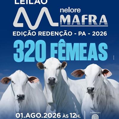 Leilão Virtual Fêmeas Nelore Mafra - Edição Redenção - Foto 1