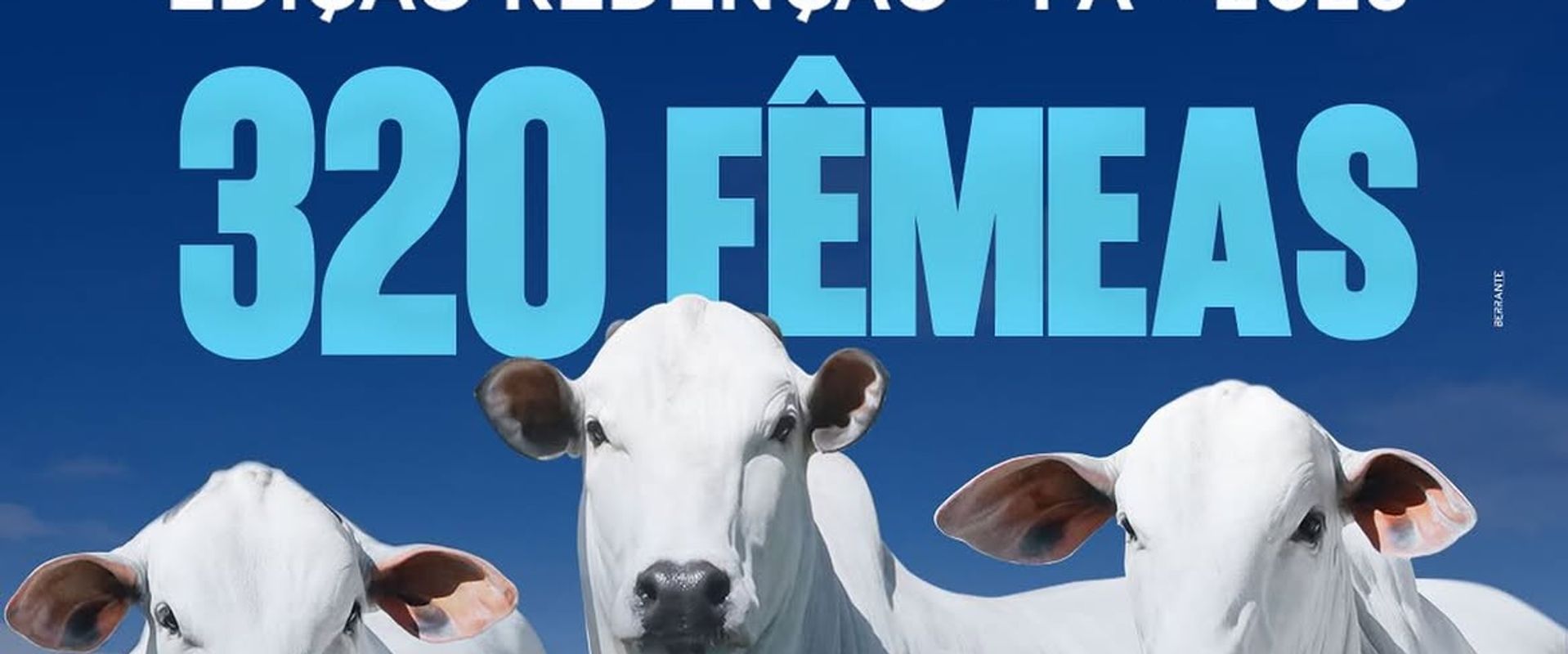 Leilão Virtual Fêmeas Nelore Mafra - Edição Redenção