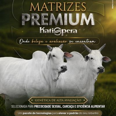 Leilão Matrizes Premium Katispera - ExpoGenética 2026 - Foto 1