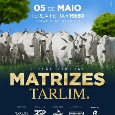 Leilão Virtual Matrizes Tarlim - Foto 1