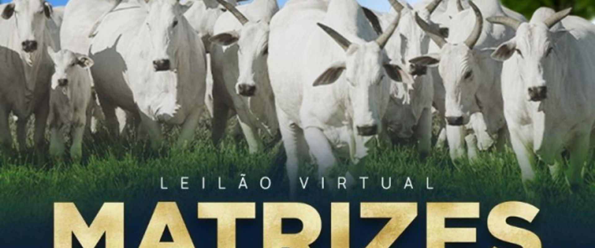 Leilão Virtual Matrizes Tarlim