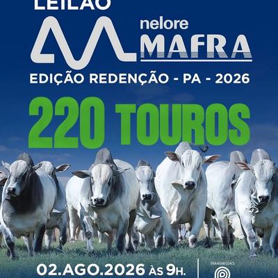 Leilão Virtual Touros Nelore Mafra - Edição Redenção - Foto 1