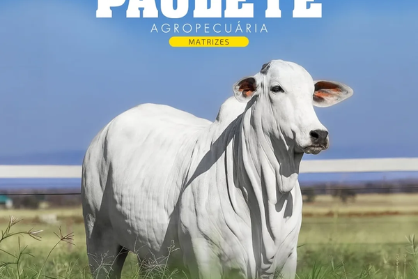 16º Leilão Paulete Agropecuária - Matrizes