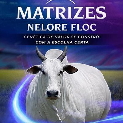 II Leilão Virtual Matrizes Nelore Floc - Foto 1