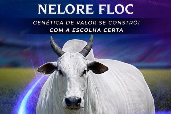 II Leilão Virtual Matrizes Nelore Floc