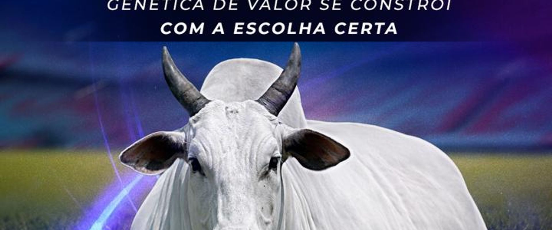 II Leilão Virtual Matrizes Nelore Floc