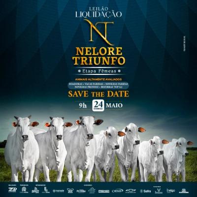 Leilão Liquidação Nelore Triunfo - Etapa Matrizes - Foto 1