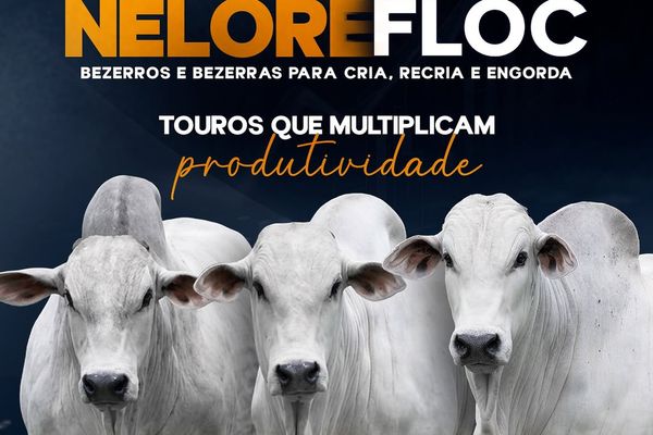 6º Leilão Nelore Floc