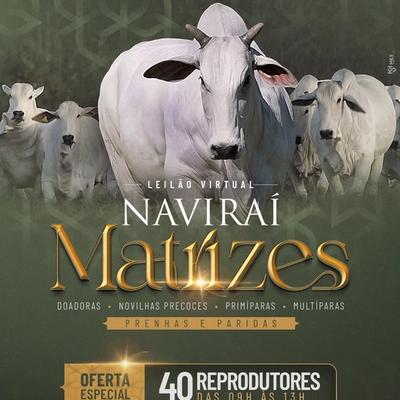Leilão Virtual Naviraí - Matrizes - Foto 1