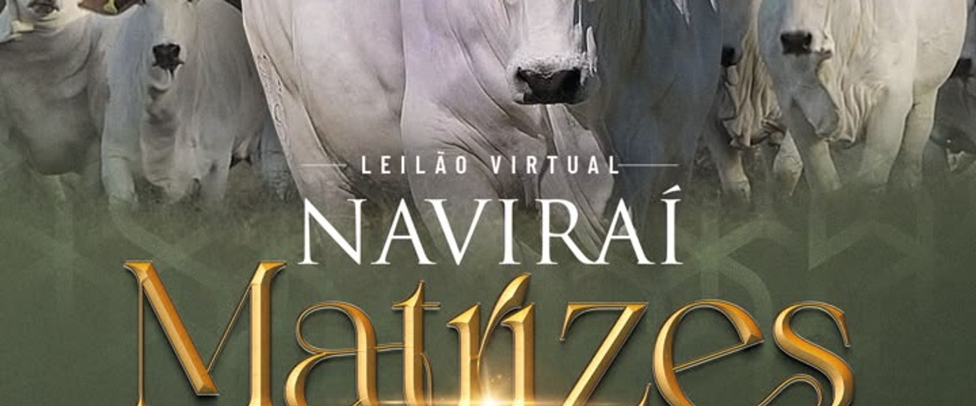 Leilão Virtual Naviraí - Matrizes