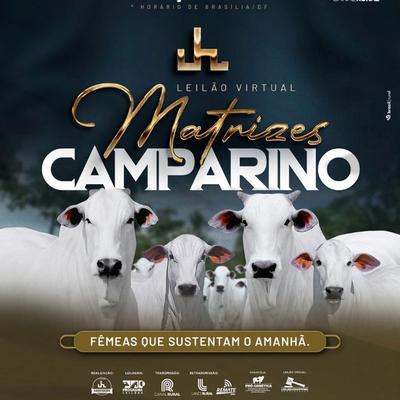 Leilão Virtual Matrizes Camparino - Foto 1