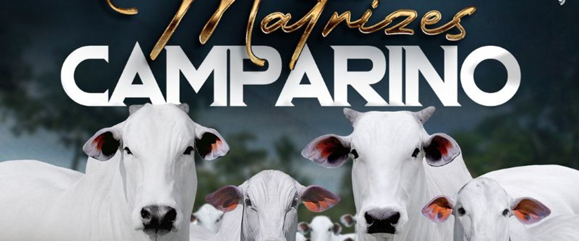 Leilão Virtual Matrizes Camparino