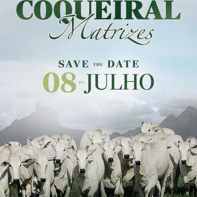 Leilão Genética Coqueiral Matrizes - Foto 1