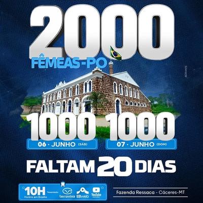 Leilão Virtual 2000 Fêmeas PO - Fazenda Ressaca 2º Dia - Foto 1