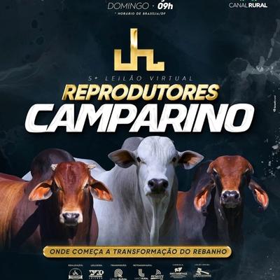 5º Leilão Virtual - Reprodutores Camparino - Foto 1